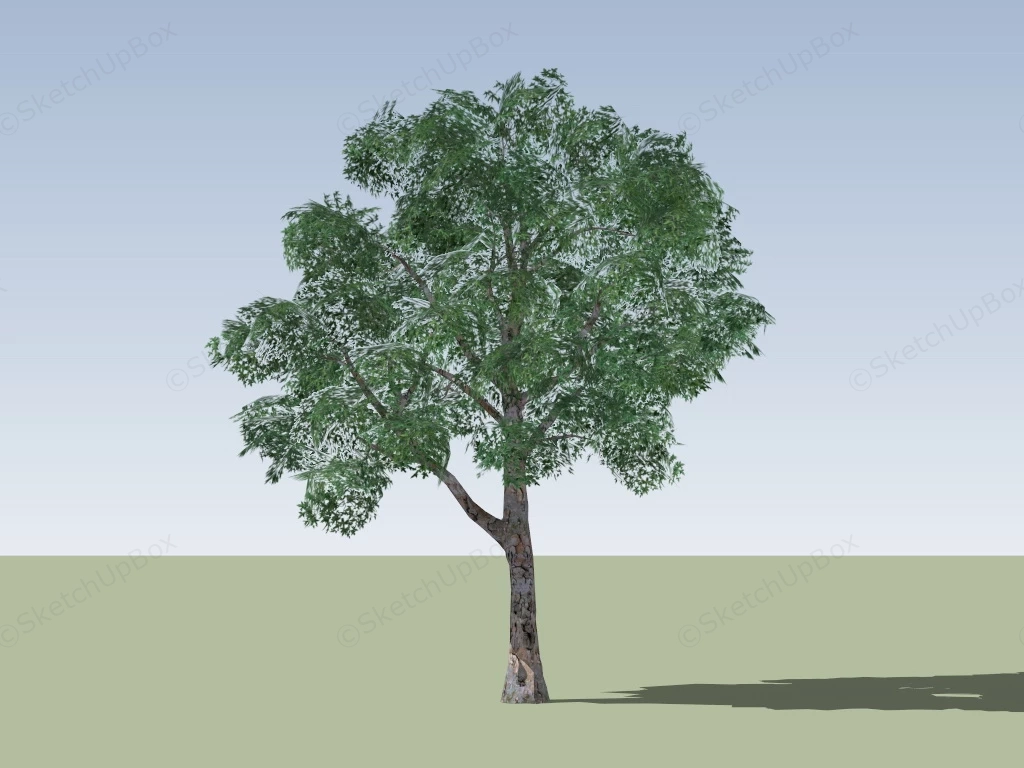 Oriental Plane Tree sketchup model preview - SketchupBox