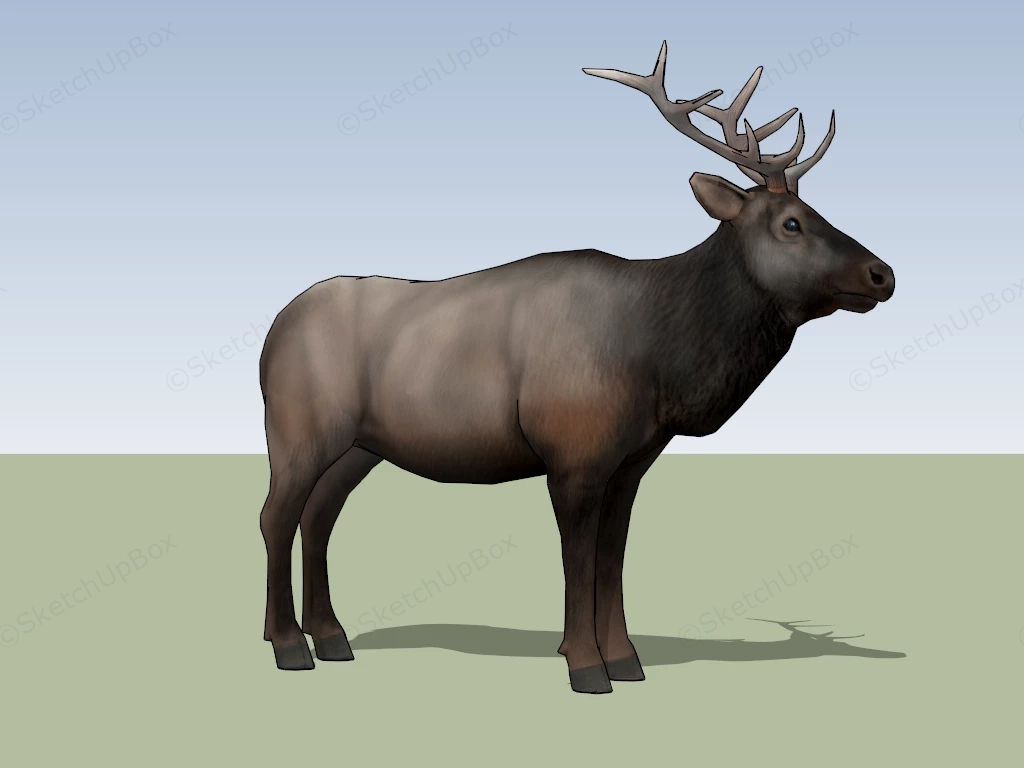 Big Bull Elk sketchup model preview - SketchupBox