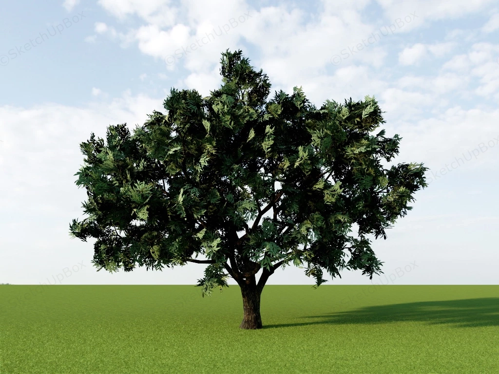 Single Big Tree sketchup model preview - SketchupBox