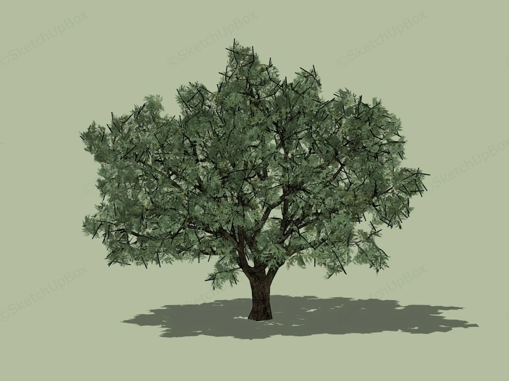 Single Big Tree sketchup model preview - SketchupBox
