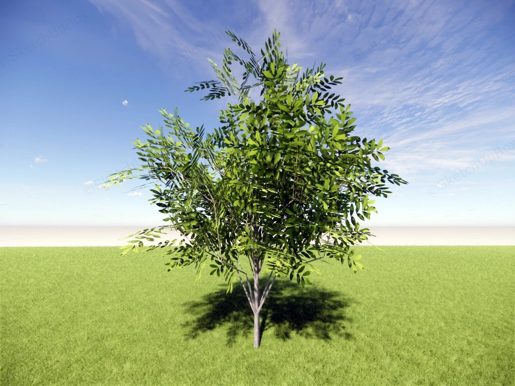 Small Tree sketchup model preview - SketchupBox