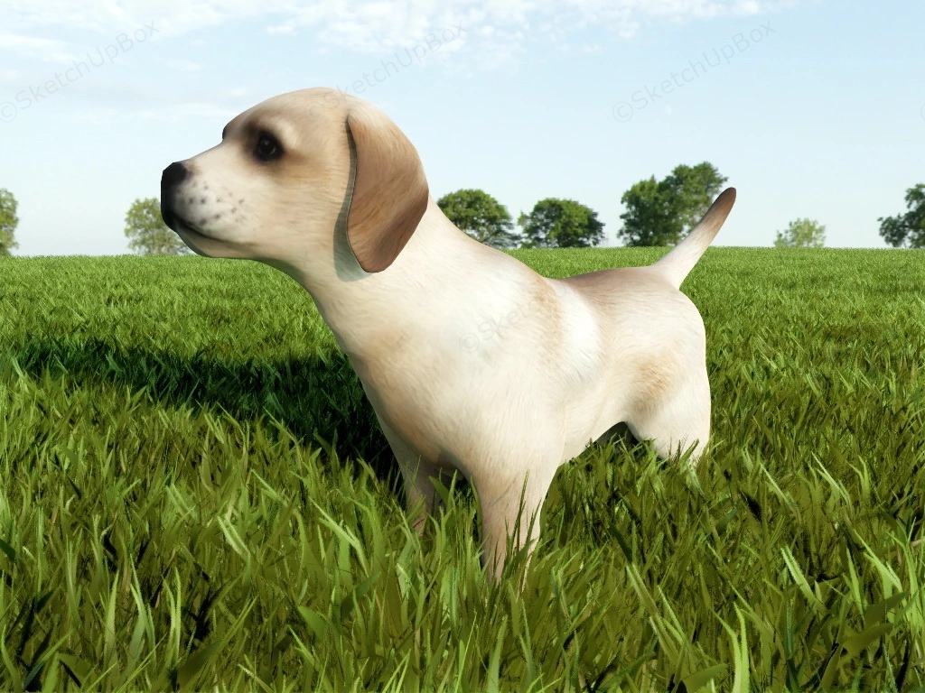Chinese Pastoral Dog sketchup model preview - SketchupBox