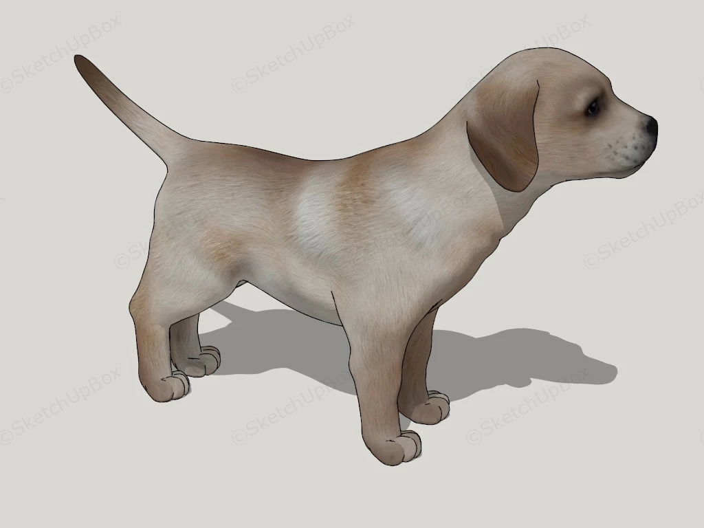 Chinese Pastoral Dog sketchup model preview - SketchupBox