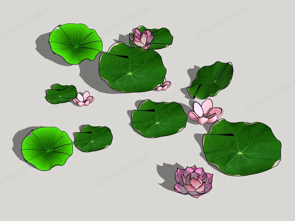 Water Lotus Plant sketchup model preview - SketchupBox