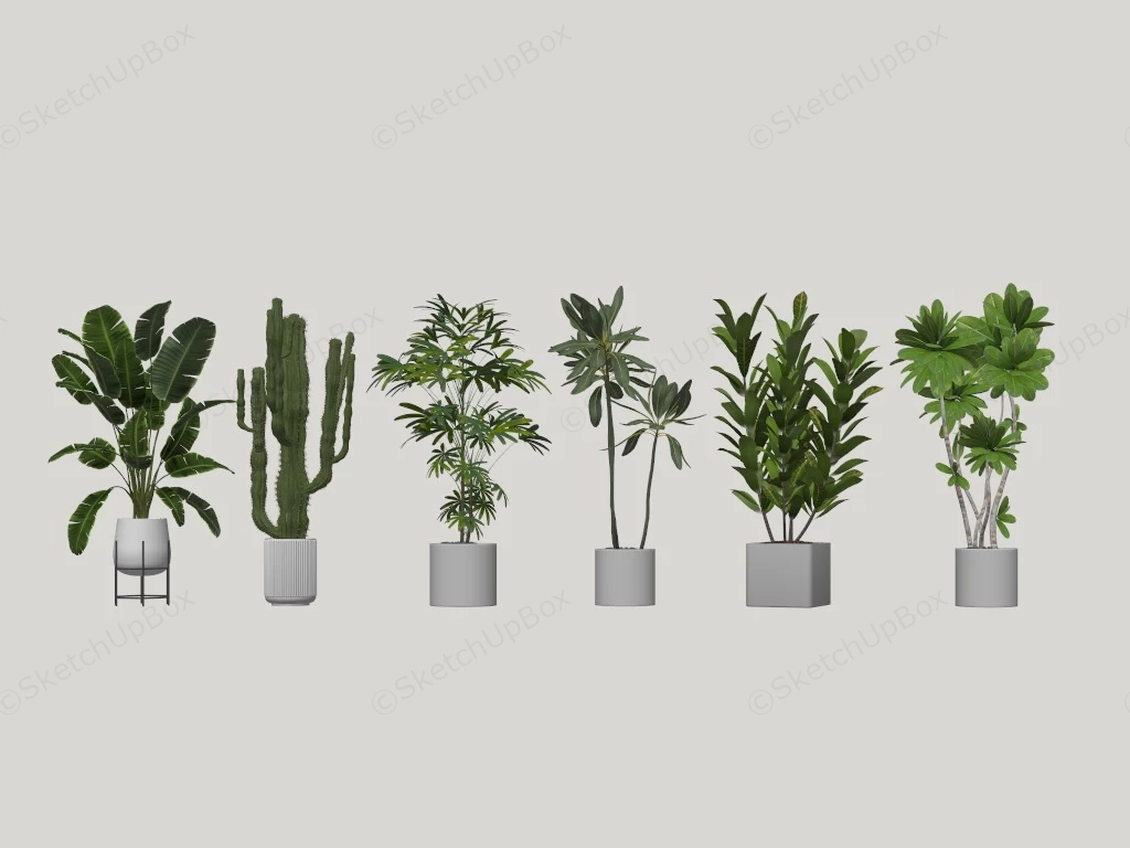 Indoor Large Plants sketchup model preview - SketchupBox