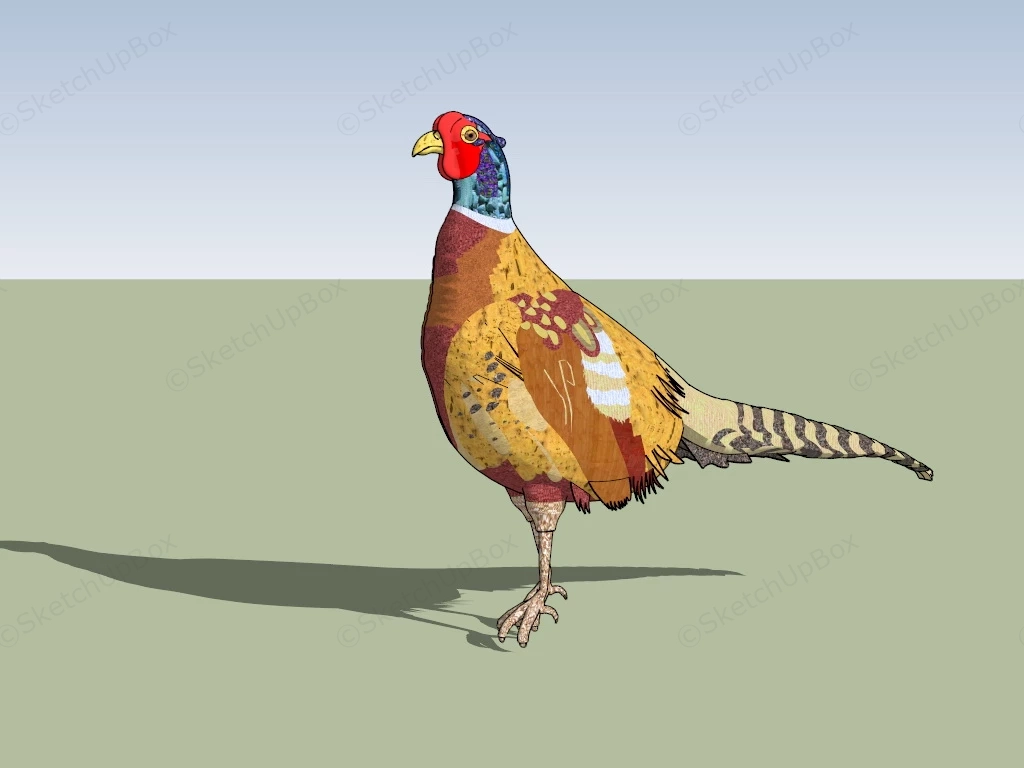 Golden Pheasant sketchup model preview - SketchupBox