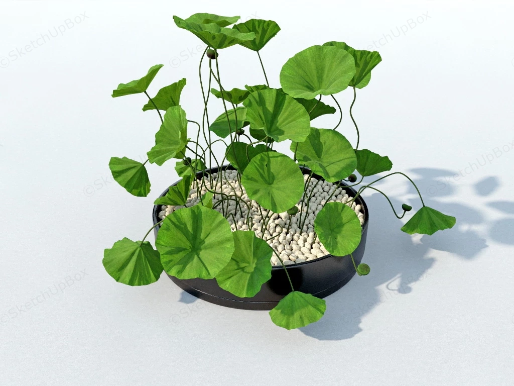 Potted Lotus Plant sketchup model preview - SketchupBox