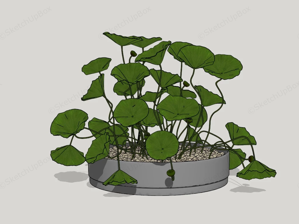 Potted Lotus Plant sketchup model preview - SketchupBox