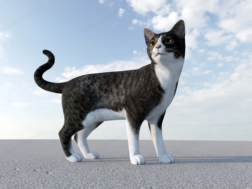 American Shorthair Cat sketchup model preview - SketchupBox