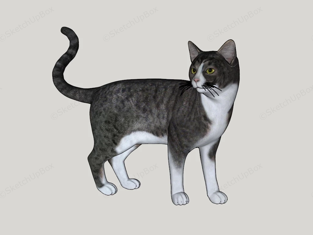 American Shorthair Cat sketchup model preview - SketchupBox