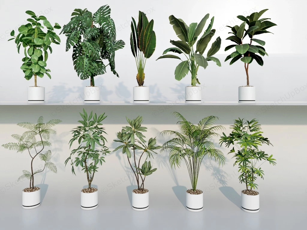 Tall Tropical Indoor Plants sketchup model preview - SketchupBox