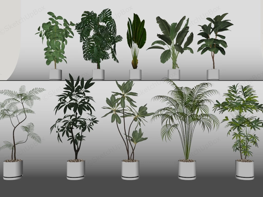 Tall Tropical Indoor Plants sketchup model preview - SketchupBox
