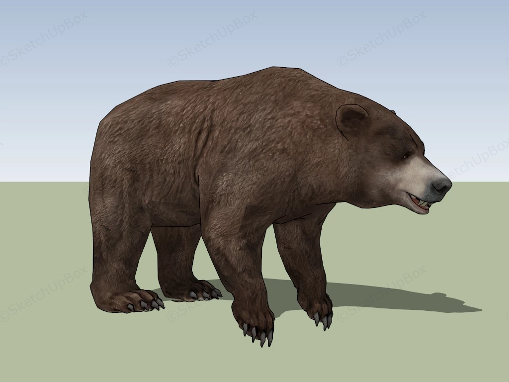 Brown Bear sketchup model preview - SketchupBox