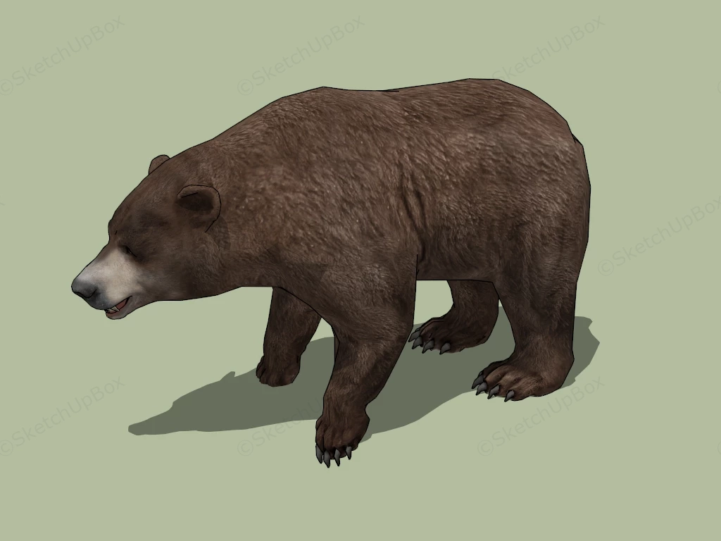 Brown Bear sketchup model preview - SketchupBox