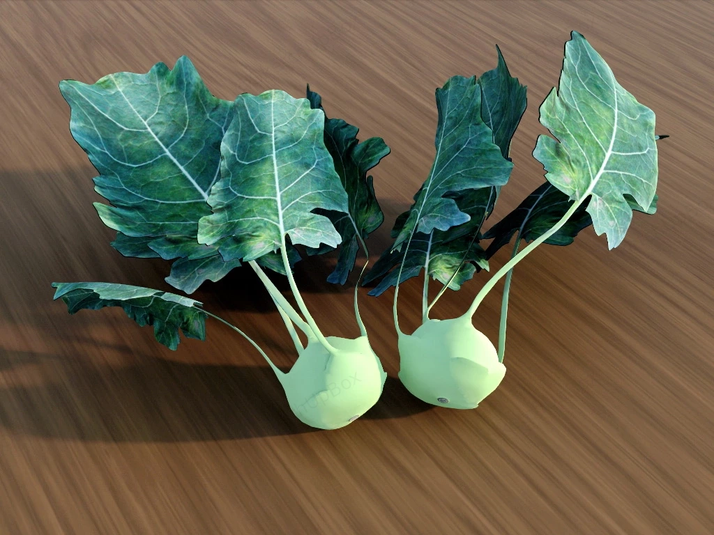 Kohlrabi Vegetable sketchup model preview - SketchupBox