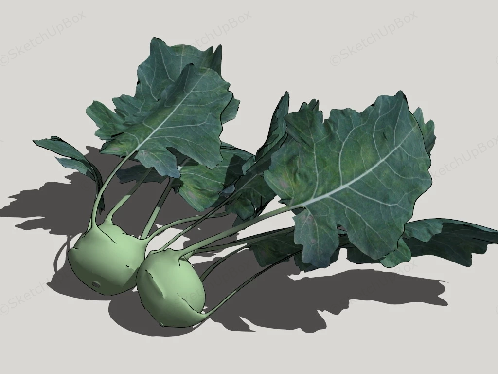 Kohlrabi Vegetable sketchup model preview - SketchupBox