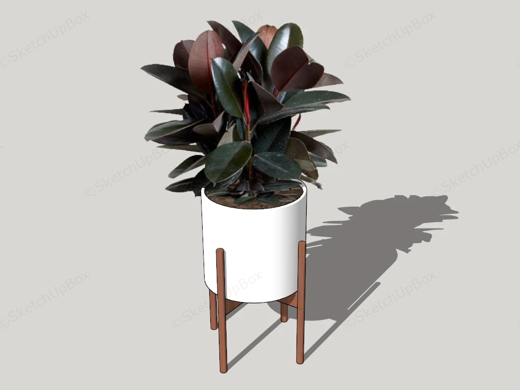 Indoor Rubber Tree Plant sketchup model preview - SketchupBox