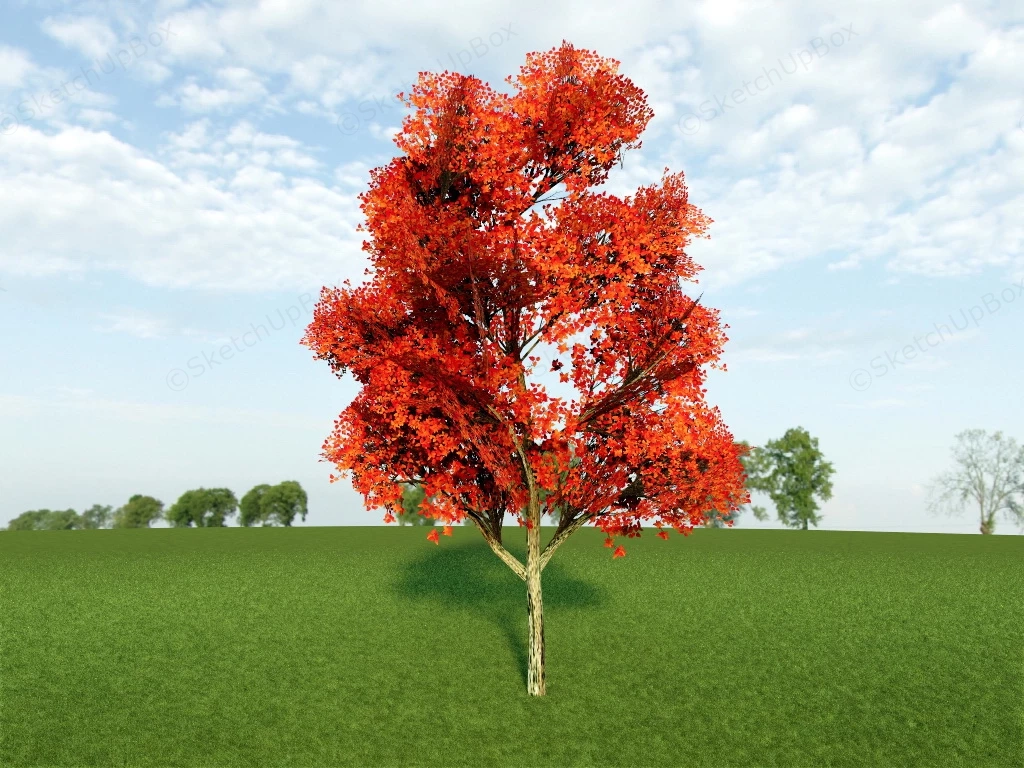 Red Maple Tree sketchup model preview - SketchupBox