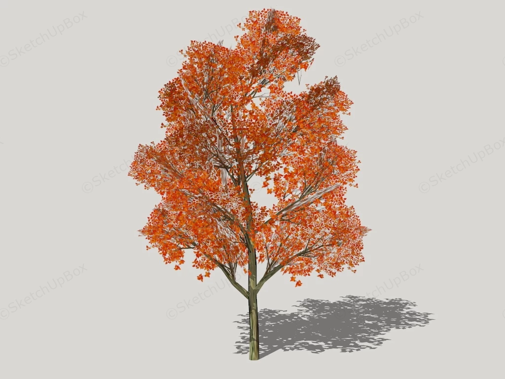 Red Maple Tree sketchup model preview - SketchupBox