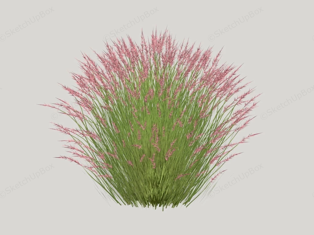 Crimson Fountaingrass sketchup model preview - SketchupBox