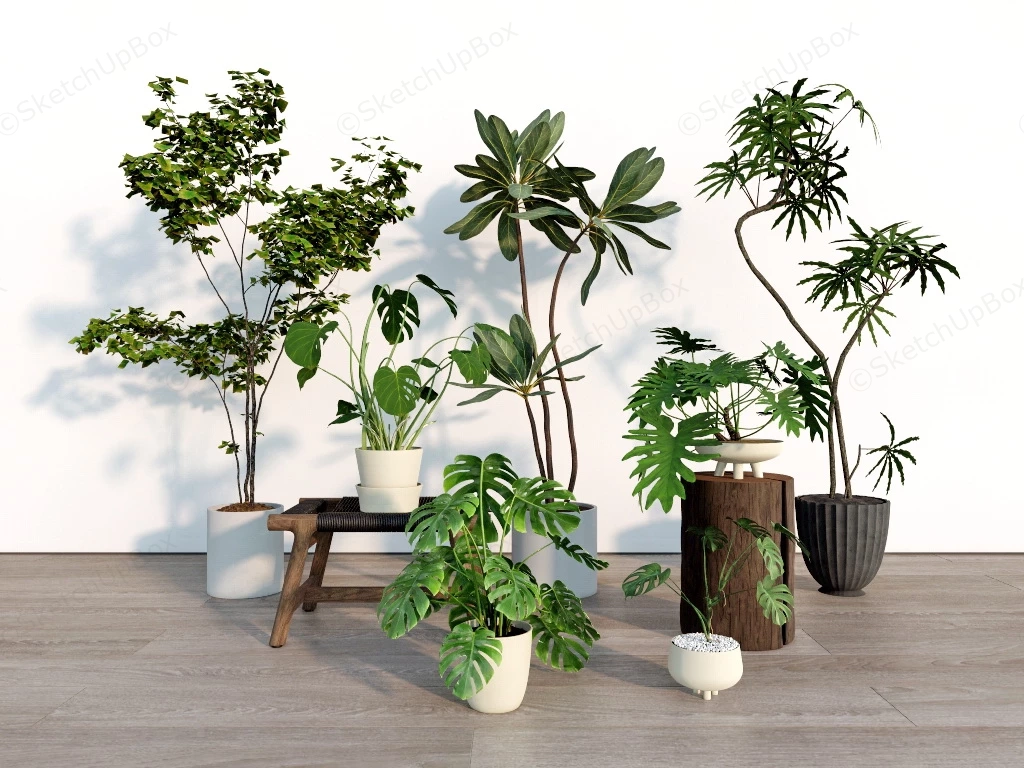 Tropical House Plants sketchup model preview - SketchupBox