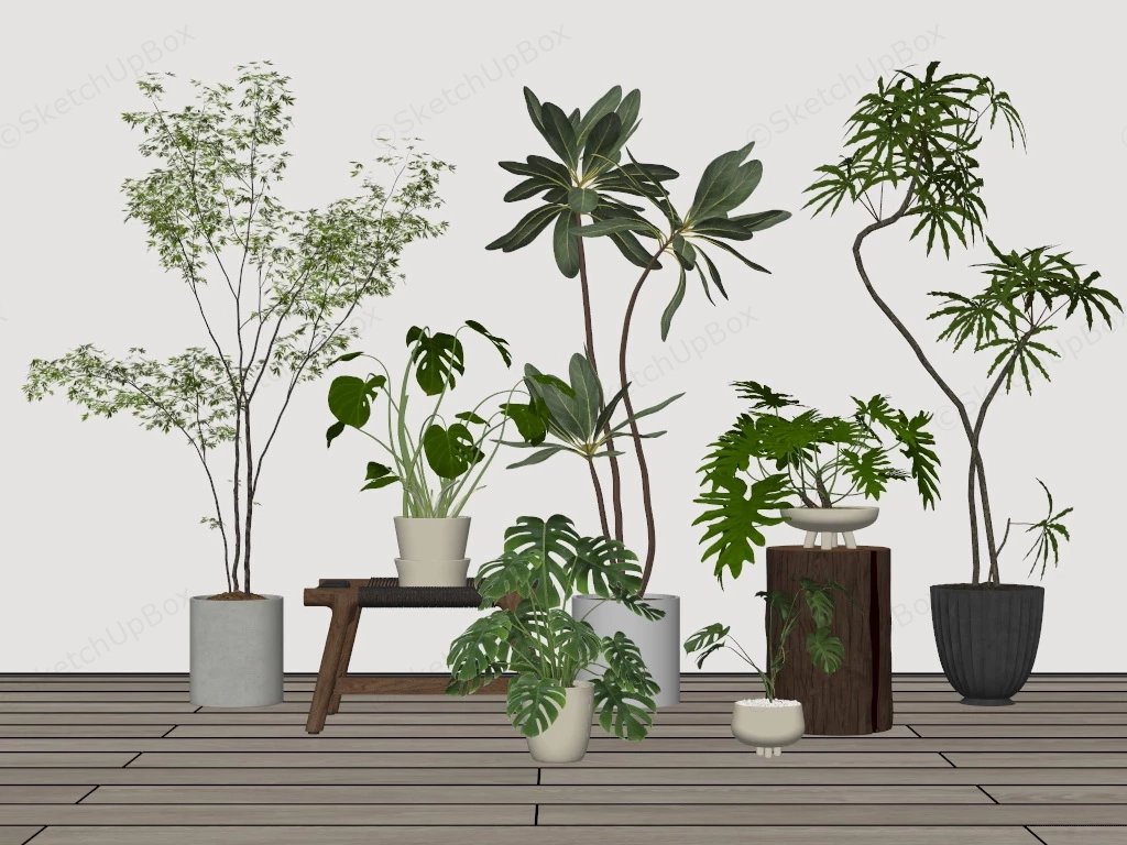 Tropical House Plants sketchup model preview - SketchupBox