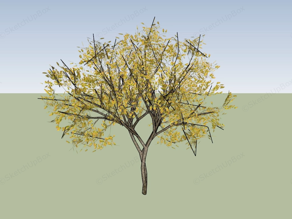 Small Autumn Tree sketchup model preview - SketchupBox