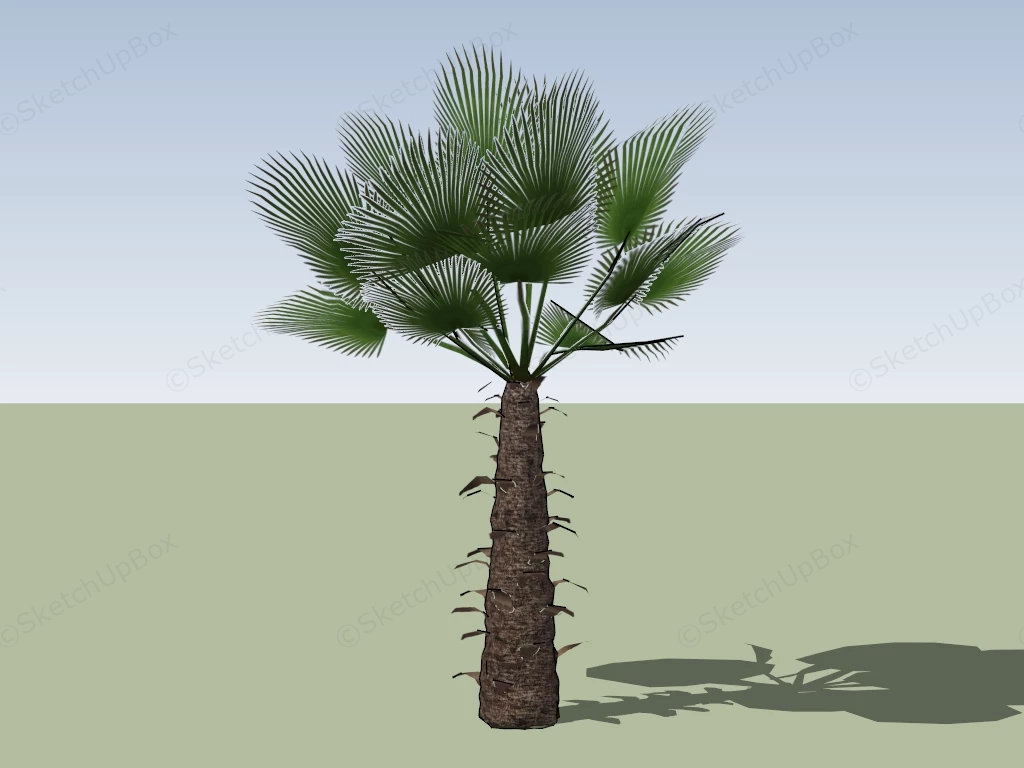 Fan Palm Tree sketchup model preview - SketchupBox