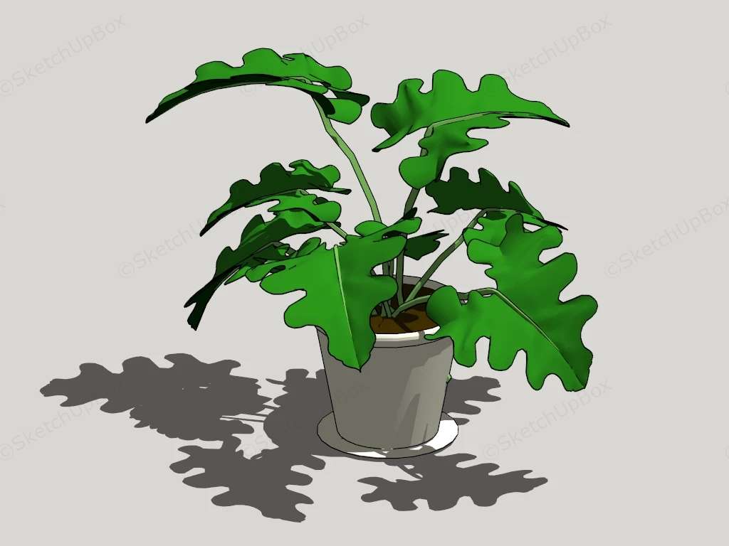 Philodendron House Plant sketchup model preview - SketchupBox