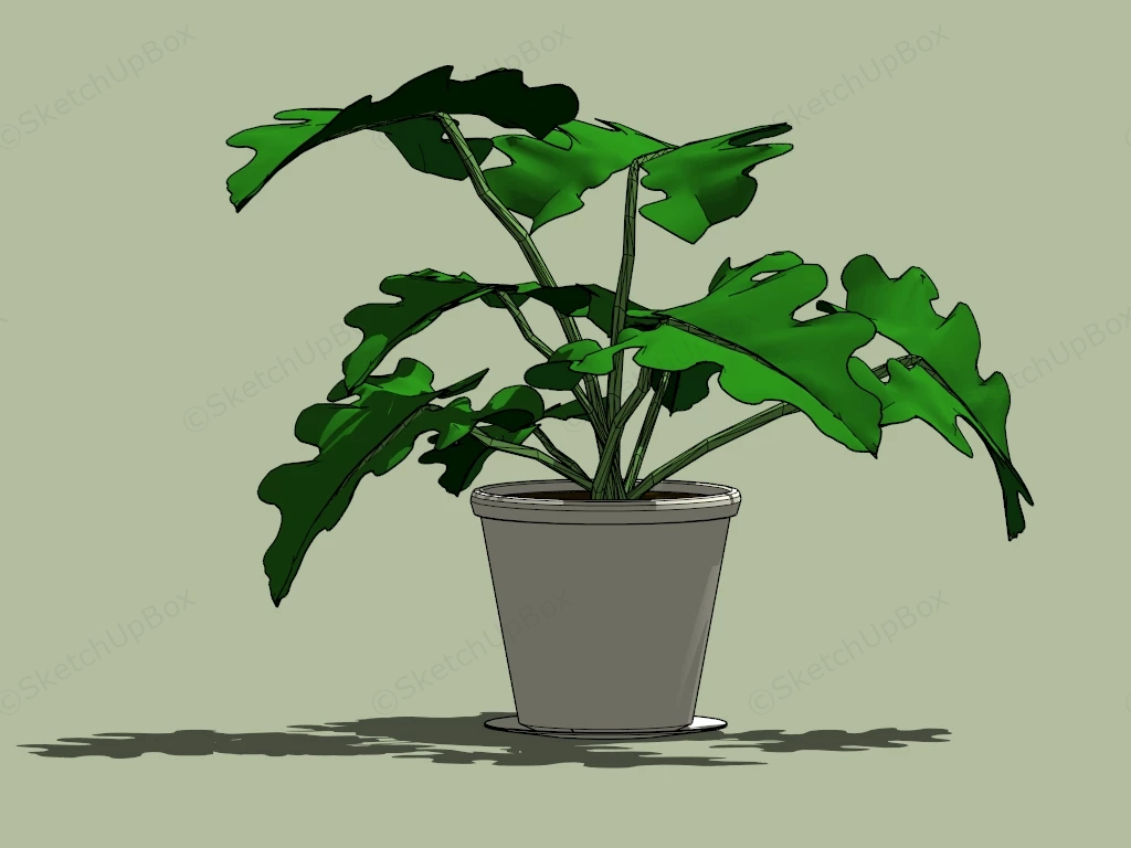 Philodendron House Plant sketchup model preview - SketchupBox