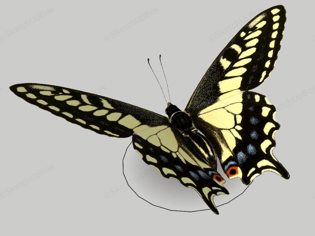 Yellow & Black Butterfly sketchup model preview - SketchupBox
