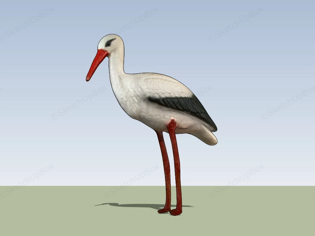 White Stork Bird sketchup model preview - SketchupBox