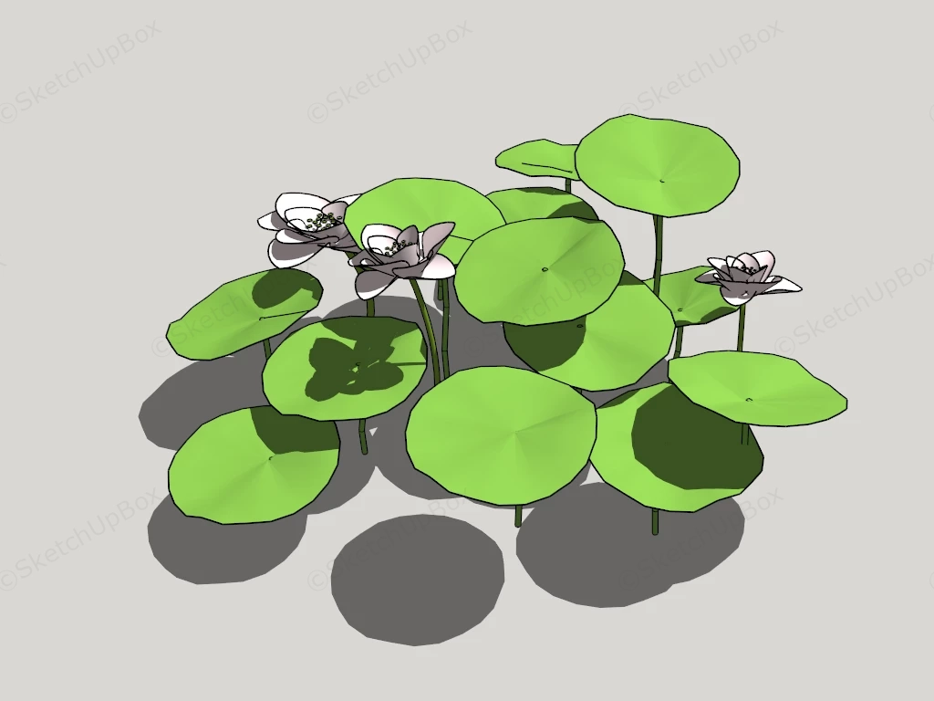 Pink Lotus Plant sketchup model preview - SketchupBox