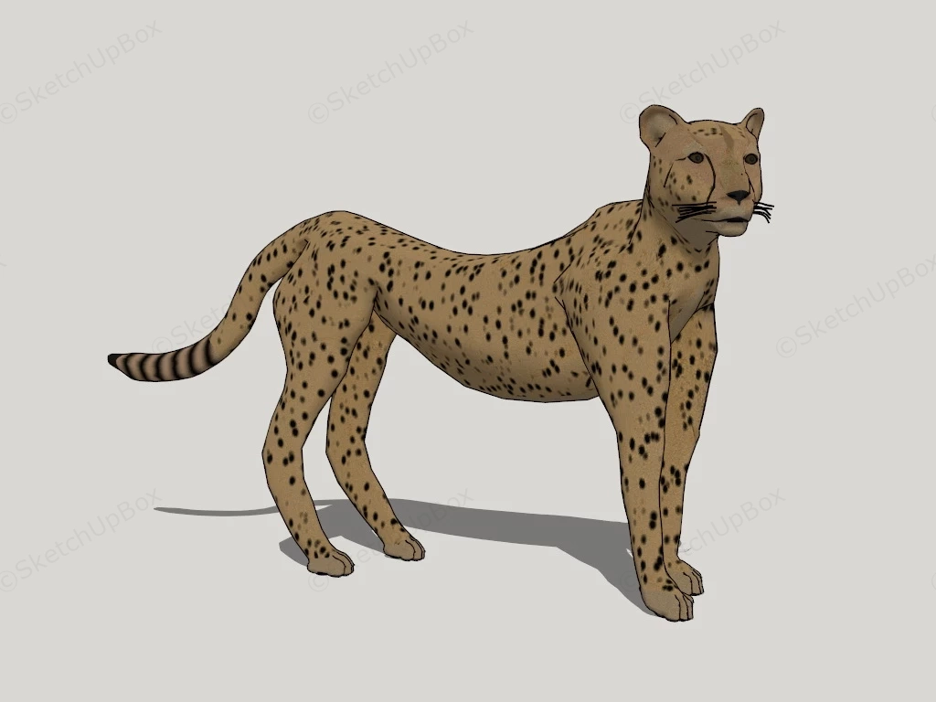 Cheetah Animal sketchup model preview - SketchupBox