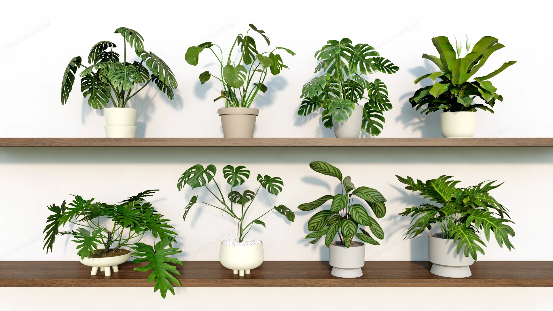 Indoor Pot Plants sketchup model preview - SketchupBox
