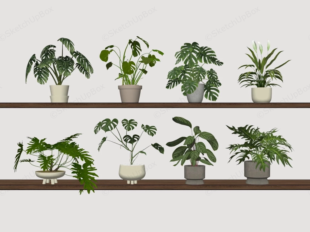 Indoor Pot Plants sketchup model preview - SketchupBox
