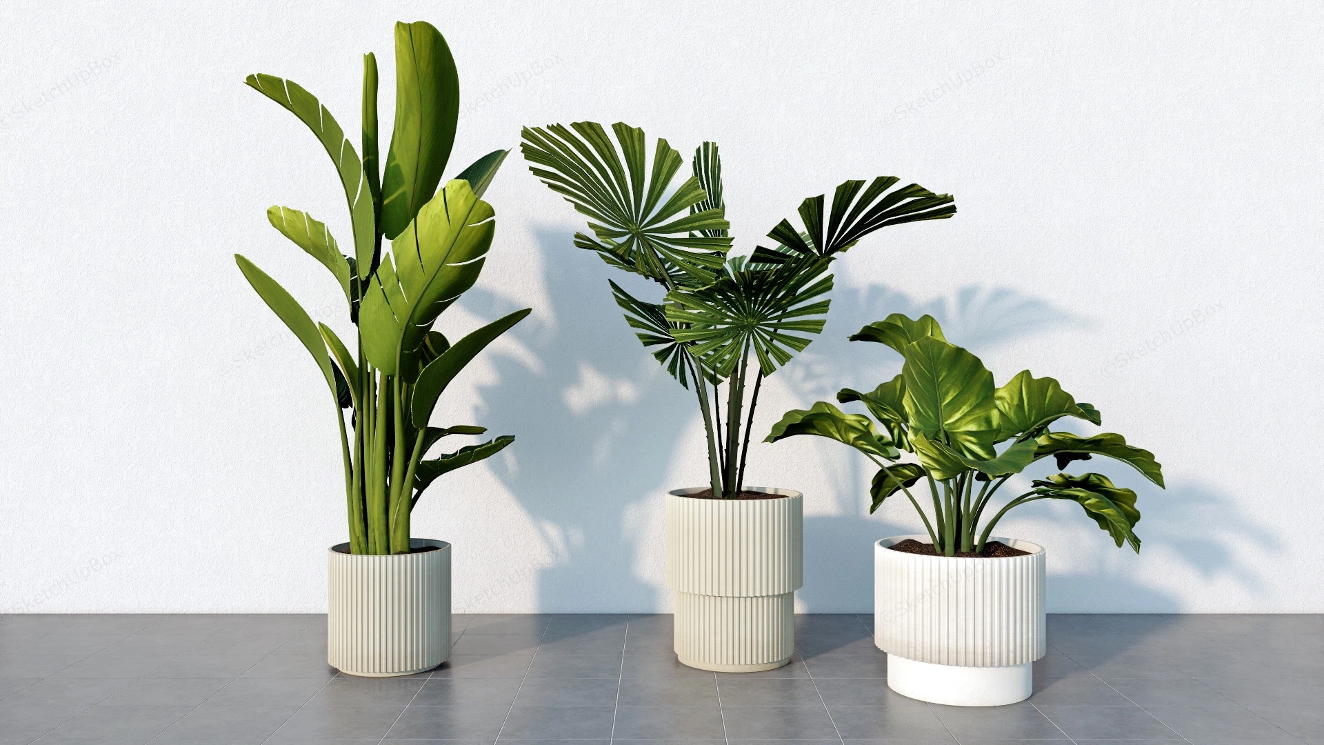Big Leaf House Plants sketchup model preview - SketchupBox
