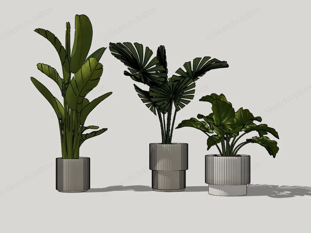 Big Leaf House Plants sketchup model preview - SketchupBox