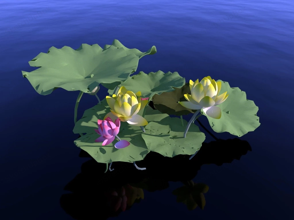 Pink And Yellow Lotus Flowers sketchup model preview - SketchupBox