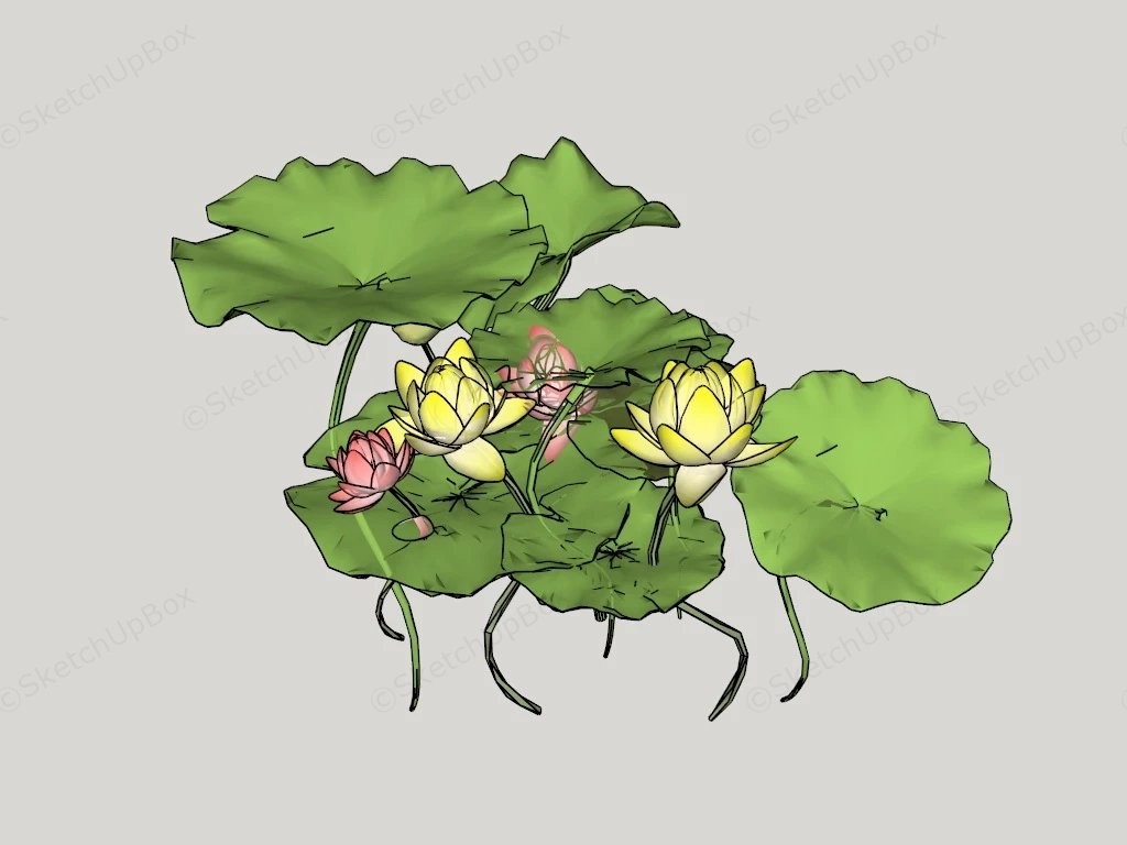 Pink And Yellow Lotus Flowers sketchup model preview - SketchupBox