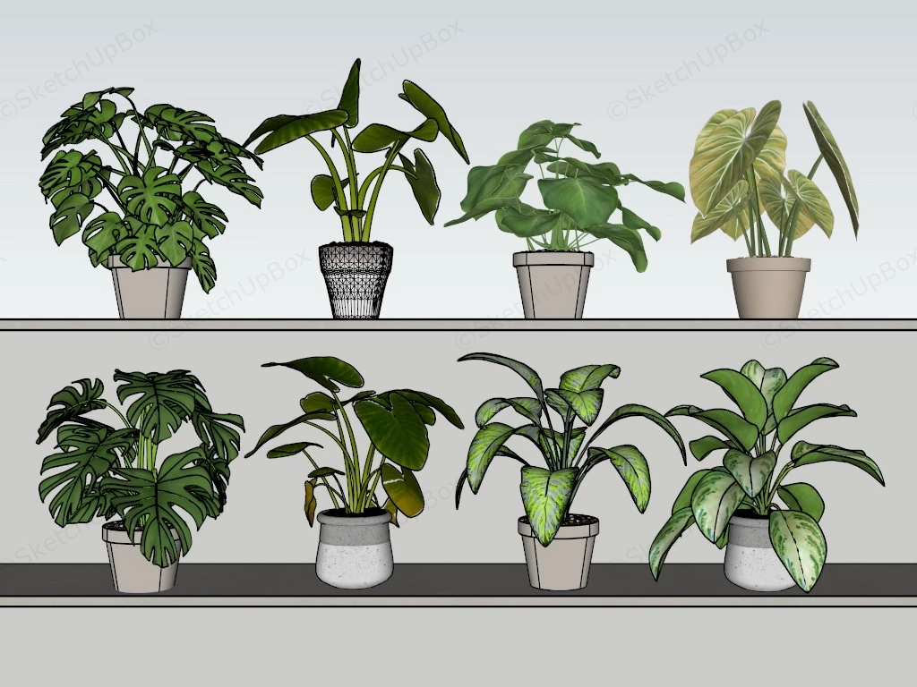 Indoor Tropical Plants sketchup model preview - SketchupBox