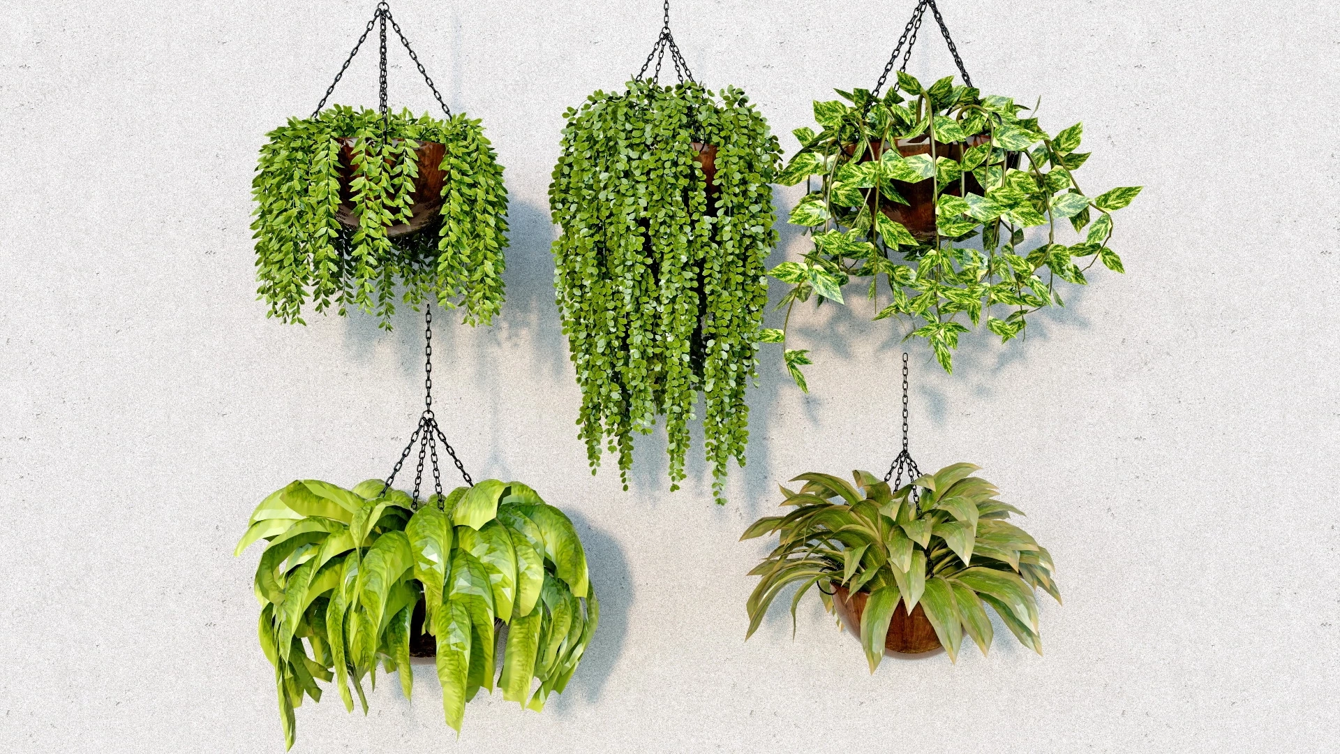 Indoor Hanging Plants sketchup model preview - SketchupBox