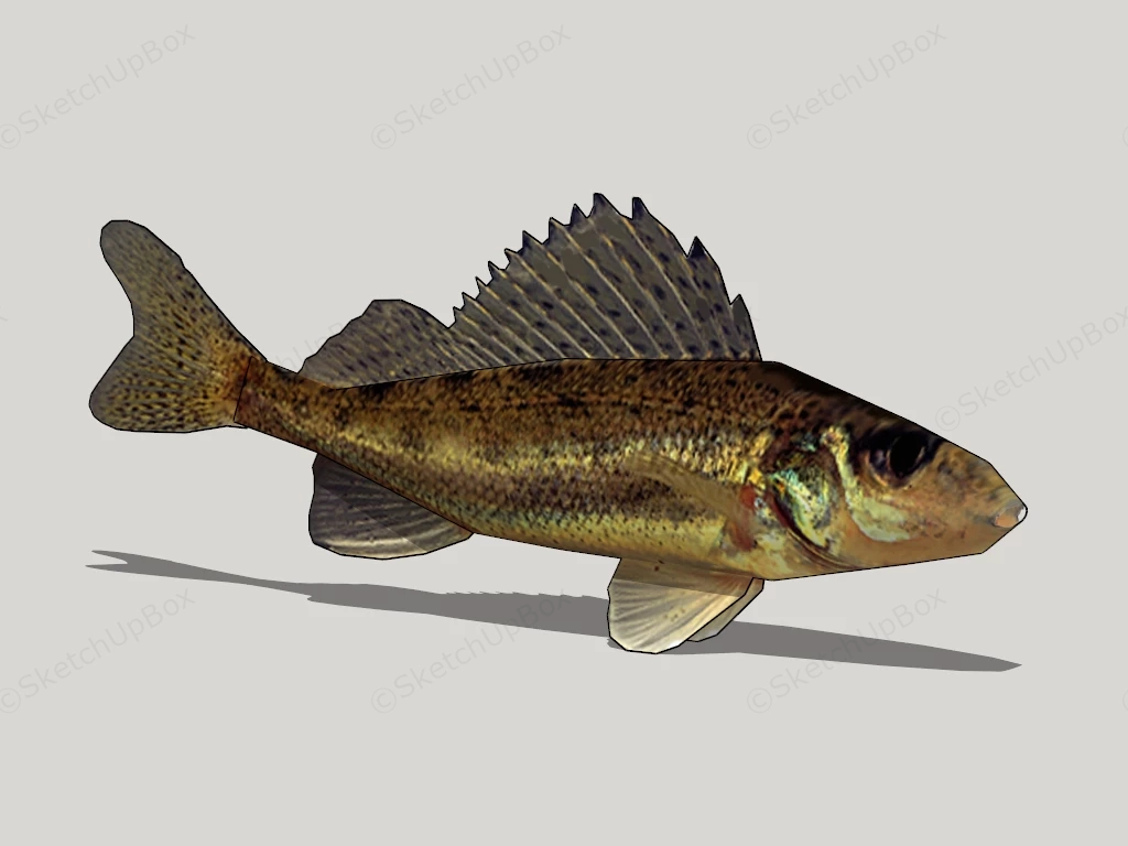 Bass Fish sketchup model preview - SketchupBox