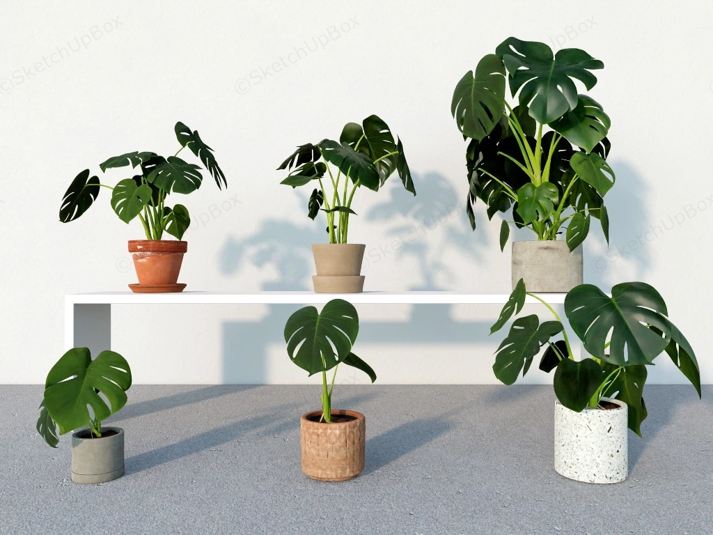 Monstera Deliciosa Plant sketchup model preview - SketchupBox