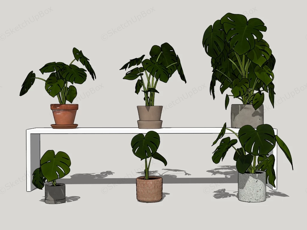 Monstera Deliciosa Plant sketchup model preview - SketchupBox