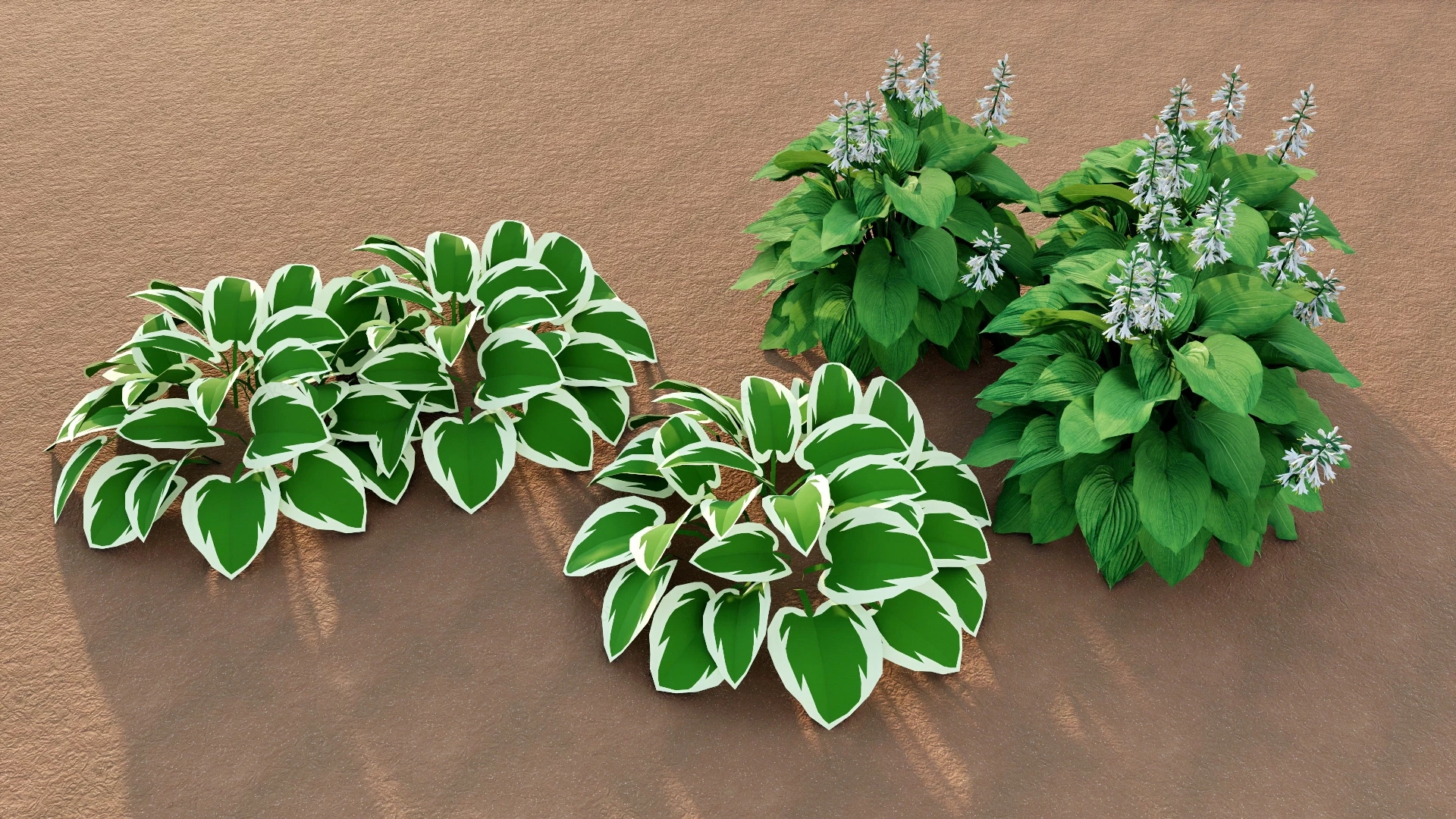 Hosta Plantaginea Plants sketchup model preview - SketchupBox