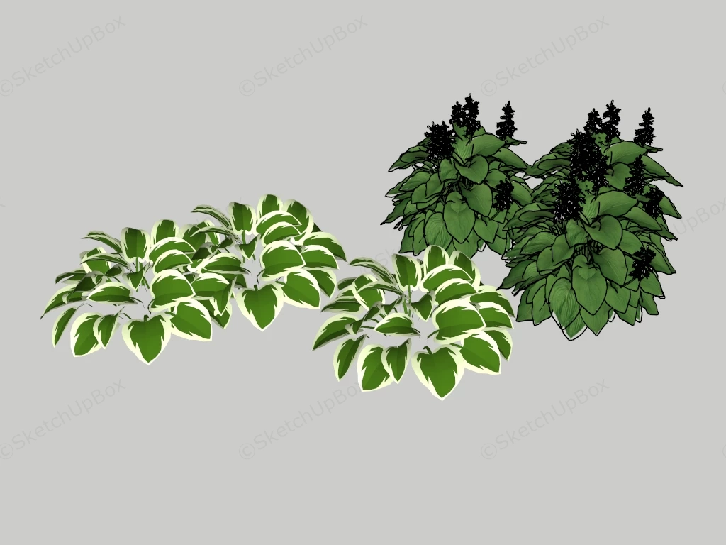 Hosta Plantaginea Plants sketchup model preview - SketchupBox