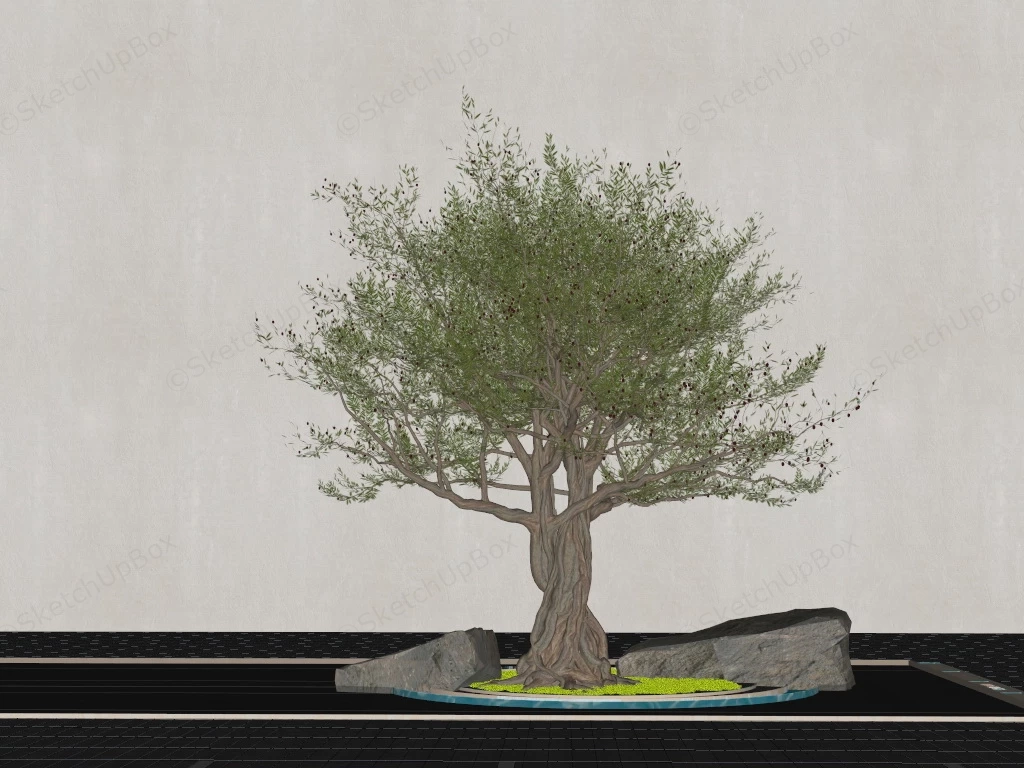 Ancient Olive Tree In The Garden sketchup model preview - SketchupBox