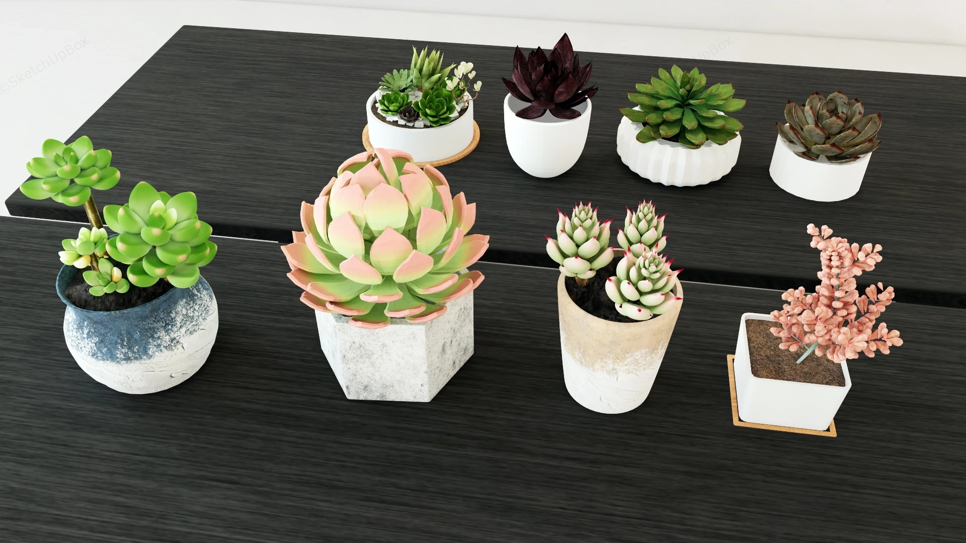 Common Succulent Plants sketchup model preview - SketchupBox