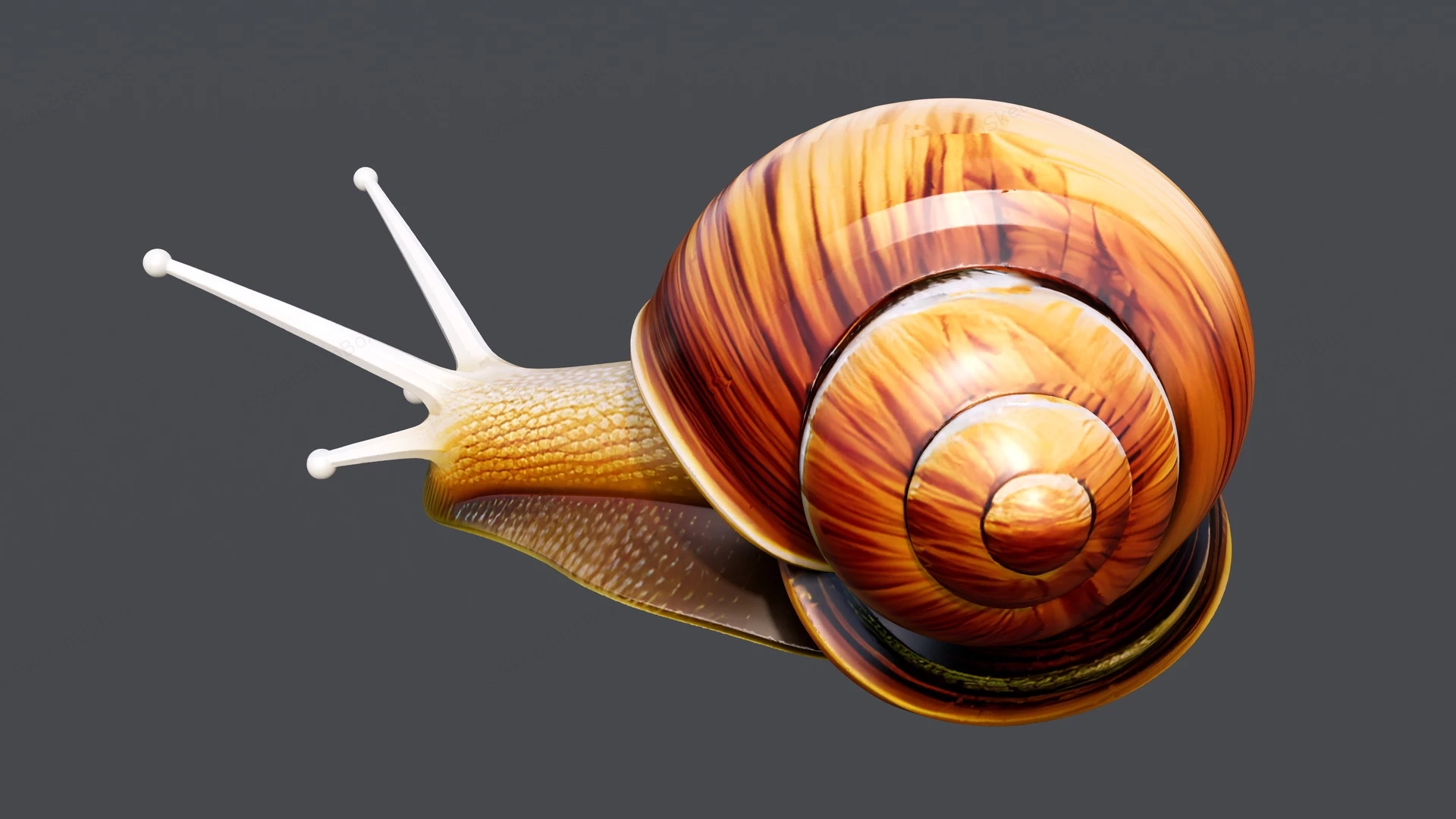 Land Snail sketchup model preview - SketchupBox